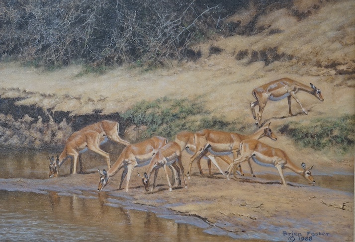 Brian Foster (20th. C), oil on canvas, Gazelles watering, signed and dated 1988, 25 x 34cm, gilt framed. Condition - good